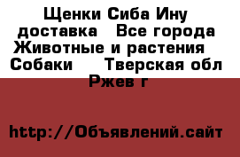 Щенки Сиба Ину доставка - Все города Животные и растения » Собаки   . Тверская обл.,Ржев г.